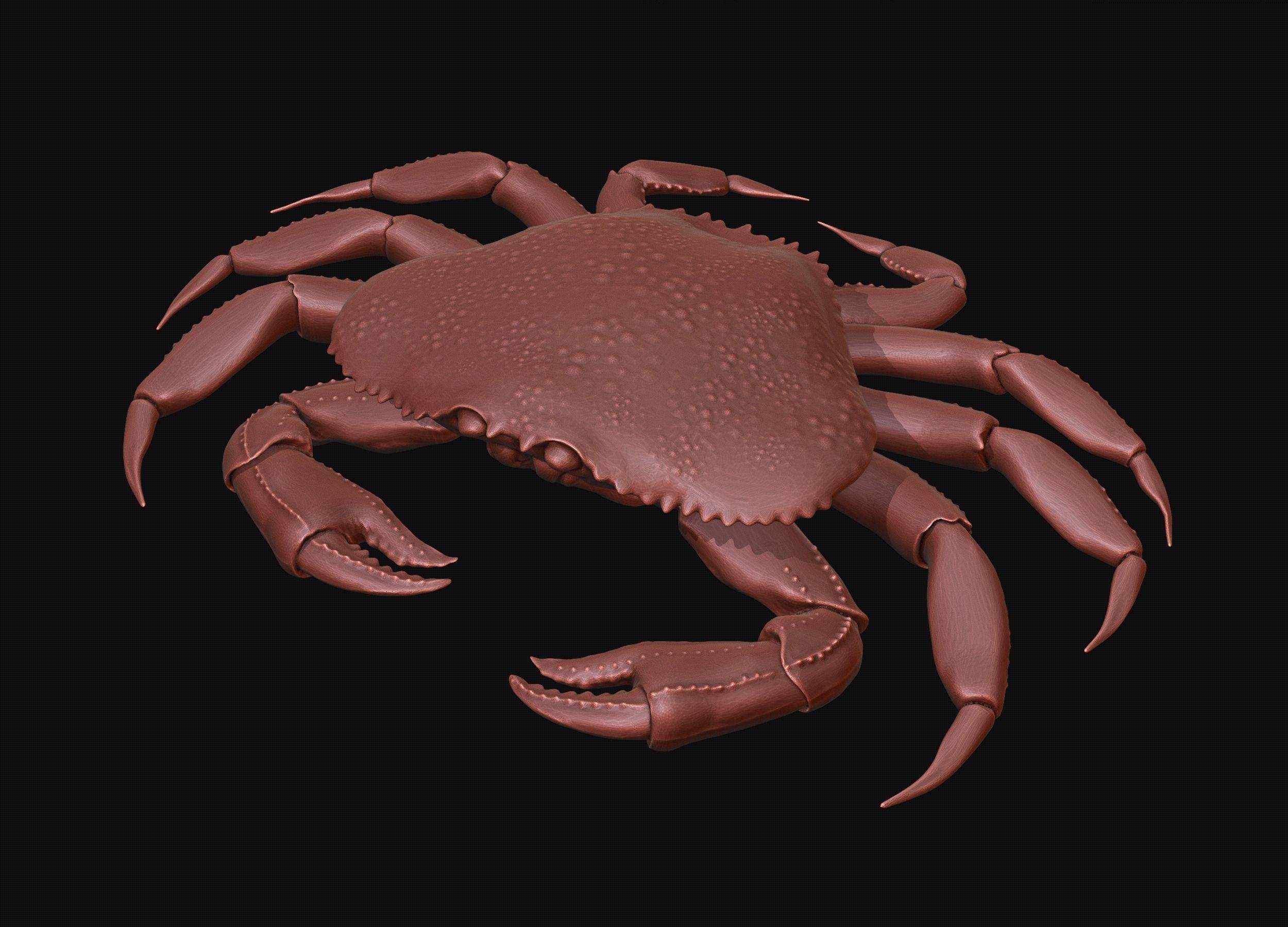 3D Crab Art Sculptures: Stunning Creations to Explore