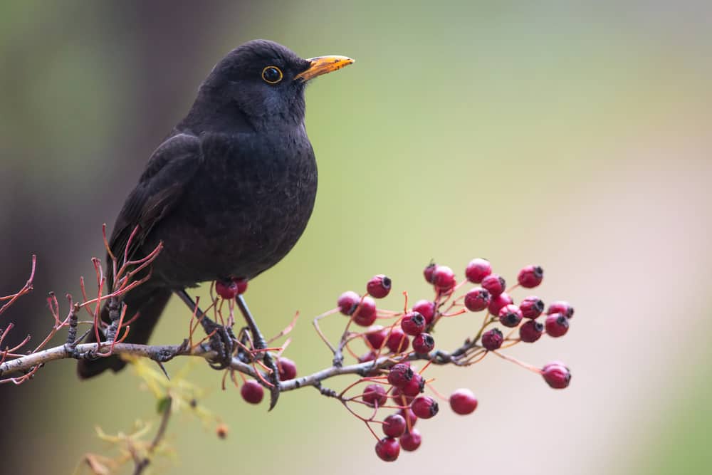 Blackbird Symbolism: Unveiling Hidden Meanings in Nature's Messenger.
