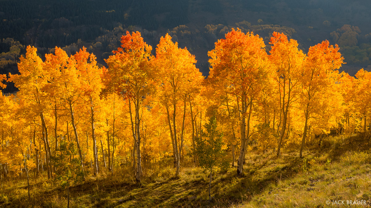 Deerbrush Fire Adaptations: Survival Secrets Revealed