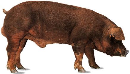 Duroc Pig Origin Characteristics Size Color Weight Duroc Pig Origin Characteristics Size Color Weight