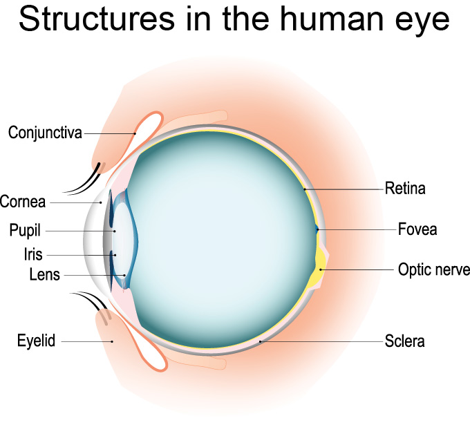 Explainer How Our Eyes Make Sense Of Light Science News For Students Explainer How Our Eyes Make Sense Of Light Science News For Students