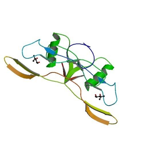 Frontiers A Potential Role Of Bone Morphogenetic Protein 7 In Shell Frontiers A Potential Role Of Bone Morphogenetic Protein 7 In Shell