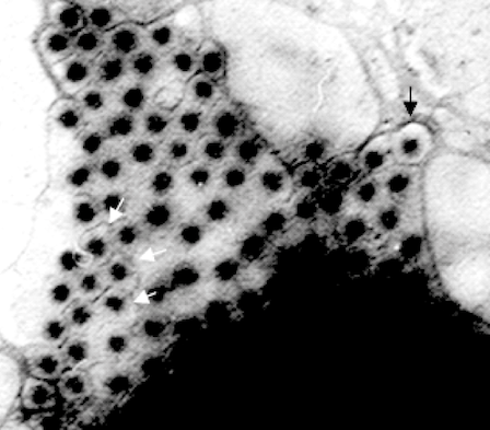 Genus Orthoreovirus Ictv Genus Orthoreovirus Ictv