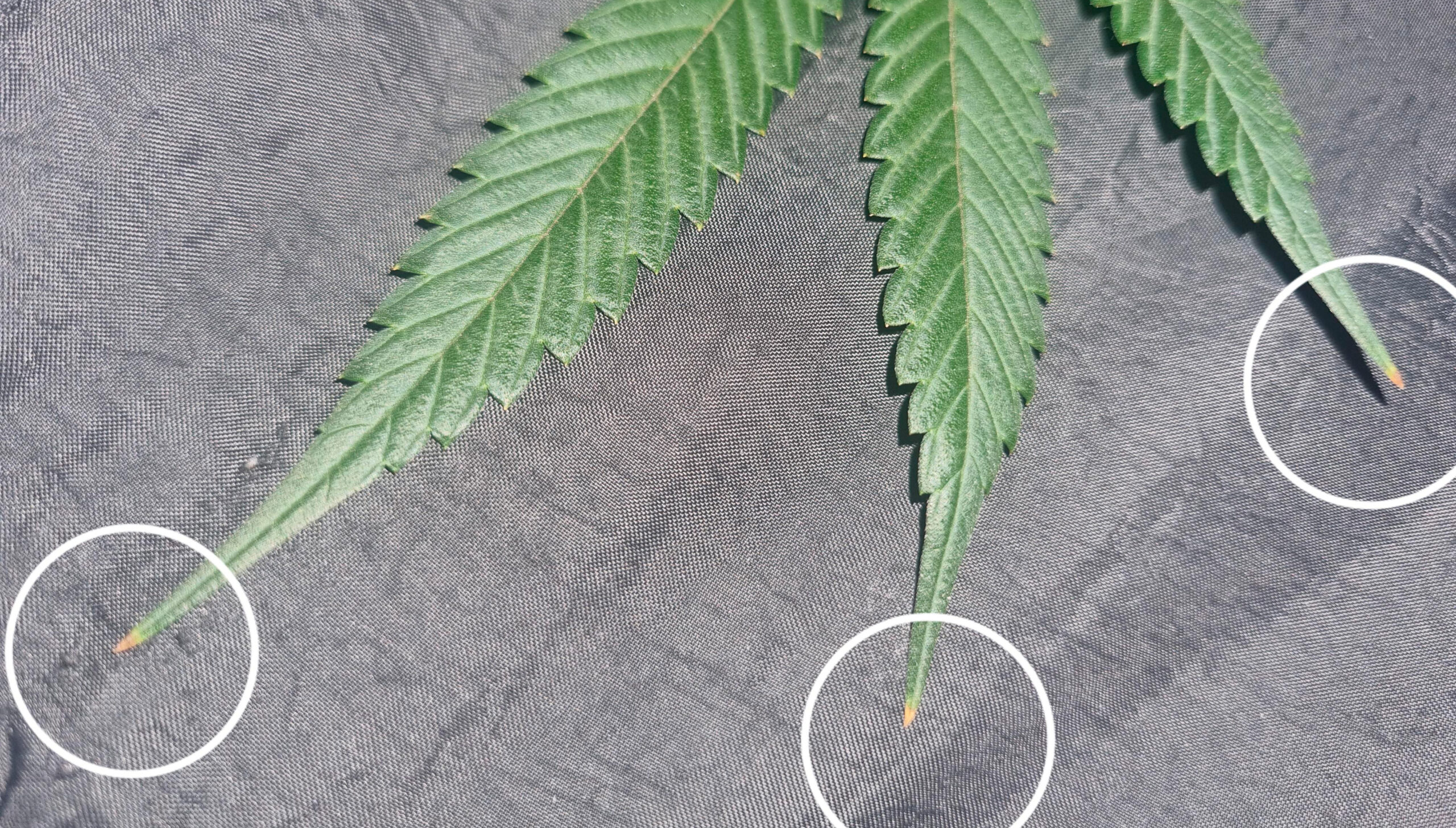 How To Fix Cannabis Nutrient Burn Grow Weed Easy How To Fix Cannabis Nutrient Burn Grow Weed Easy