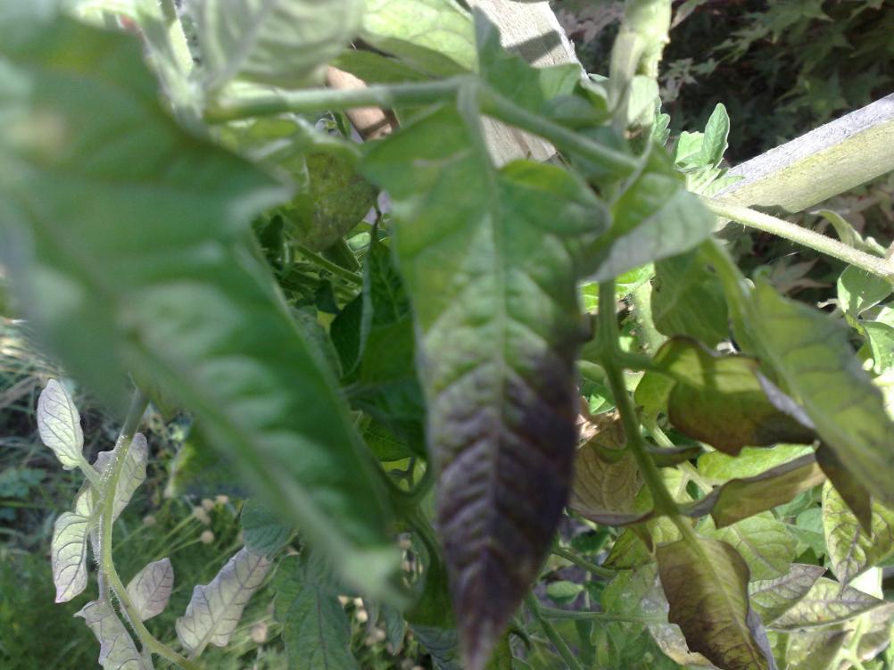Phosphorus Deficiency vs Fungus: What's the Difference?