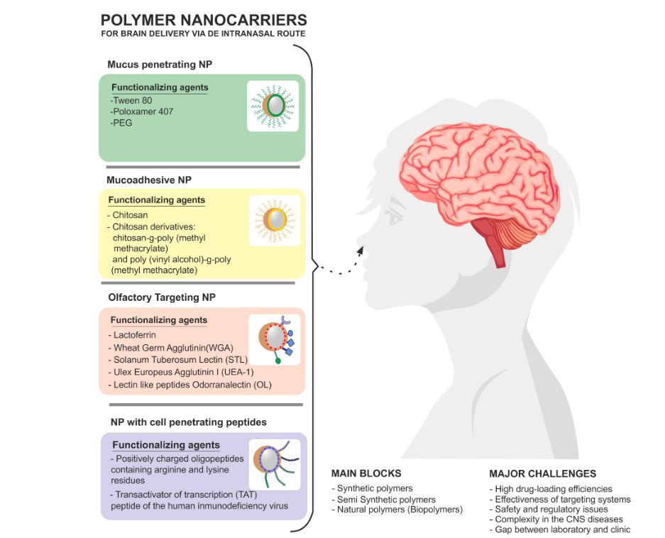 On A Highway To The Brain A Review On Nose To Brain Drug Delivery On A Highway To The Brain A Review On Nose To Brain Drug Delivery