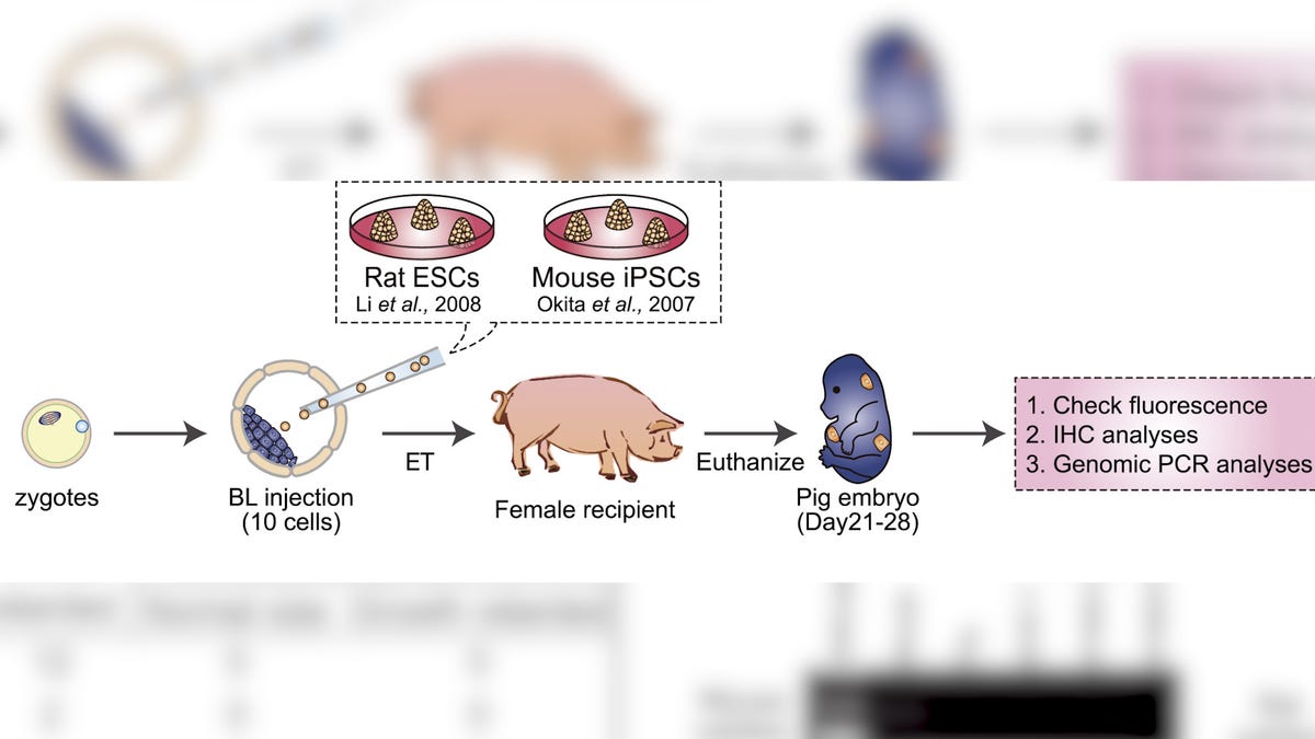 Scientists Create Human Pig Hybrid Youtube Scientists Create Human Pig Hybrid Youtube