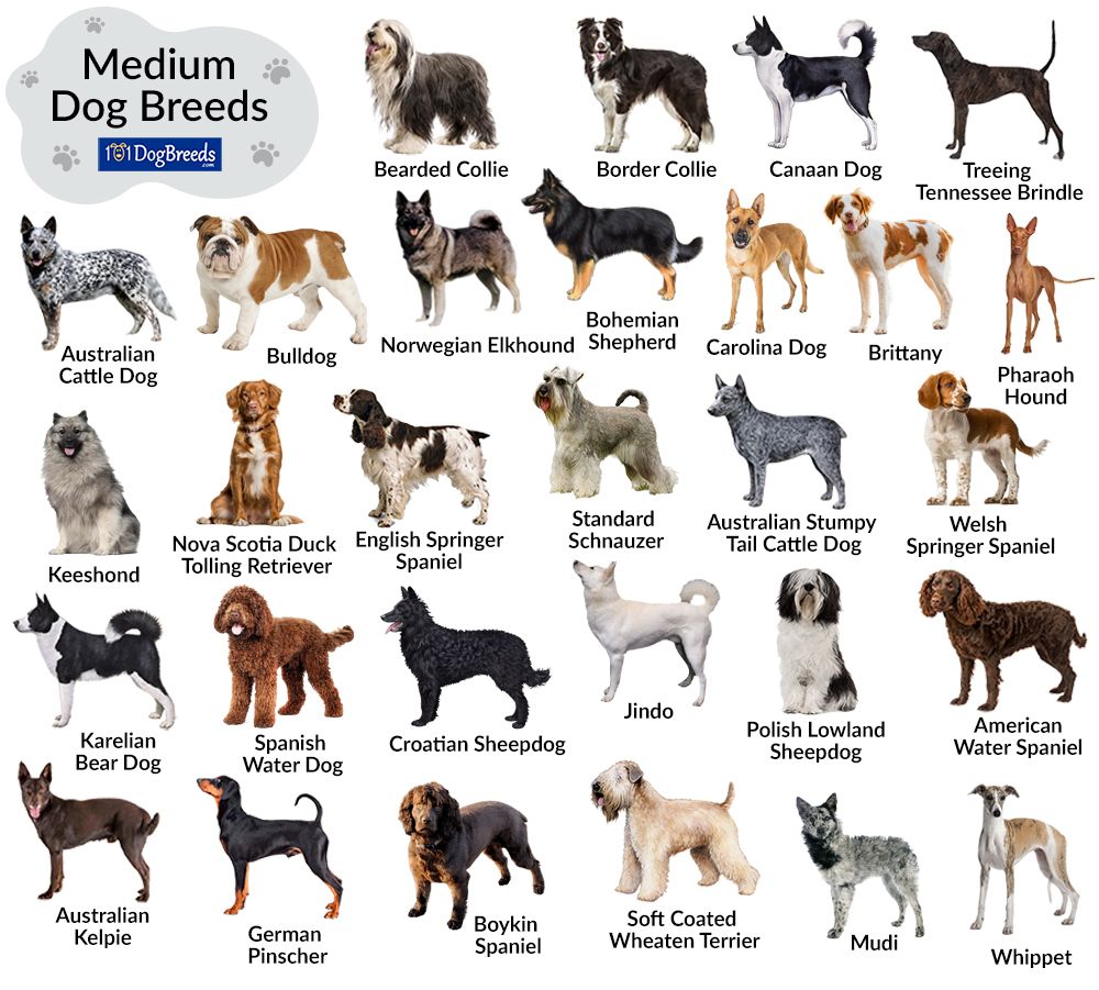 Top 5 Minecraft Dog Breeds You Need To Know Bastion Digital Hub Top 5 Minecraft Dog Breeds You Need To Know Bastion Digital Hub