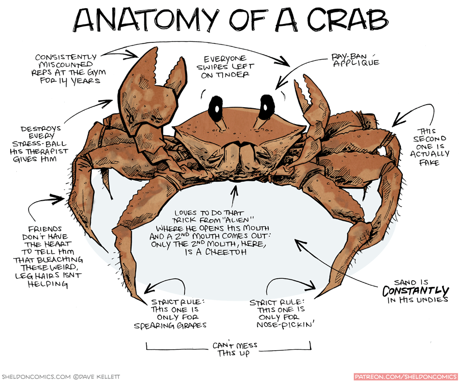 Typical Crustacean Features Crabs Crayfish And Other Crustaceans Typical Crustacean Features Crabs Crayfish And Other Crustaceans