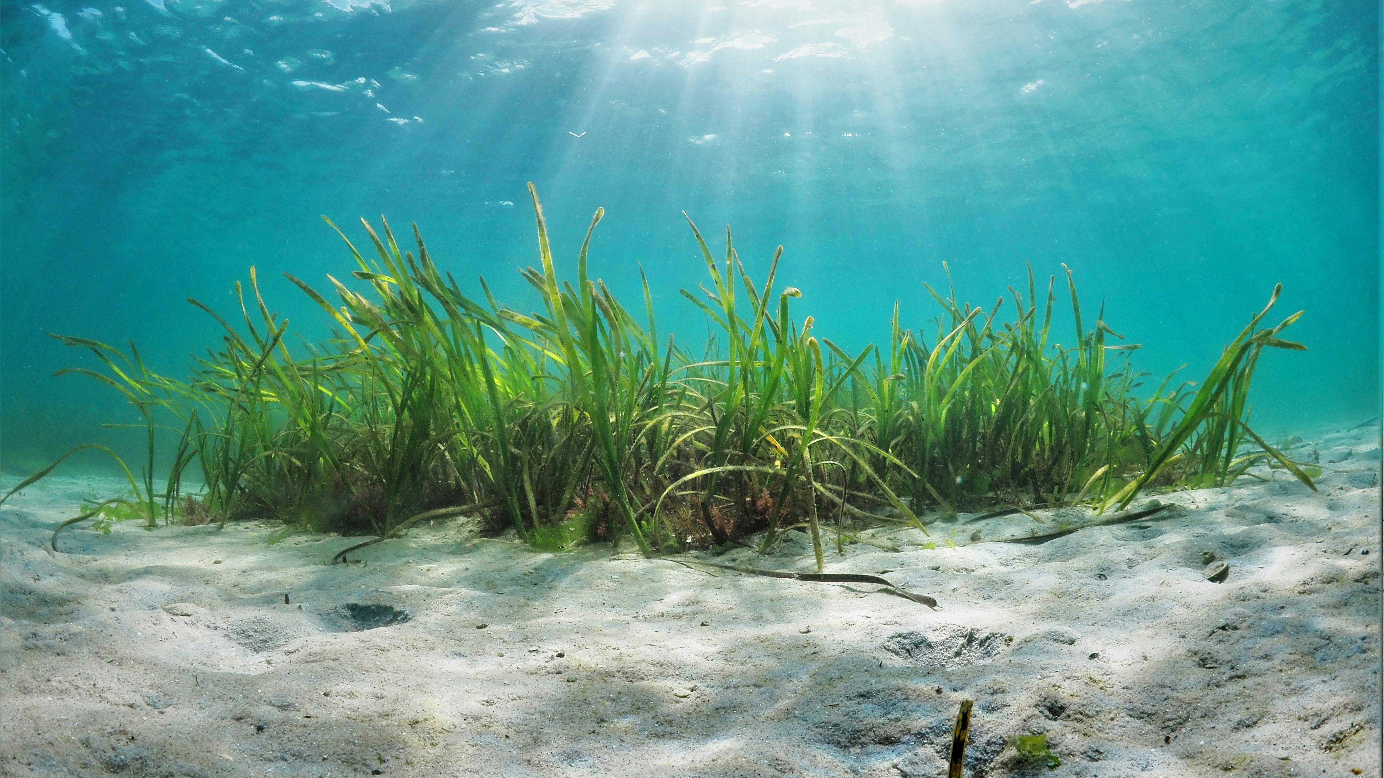 Sea Grass Eaters: Ocean Creatures That Feast on Seagrass
