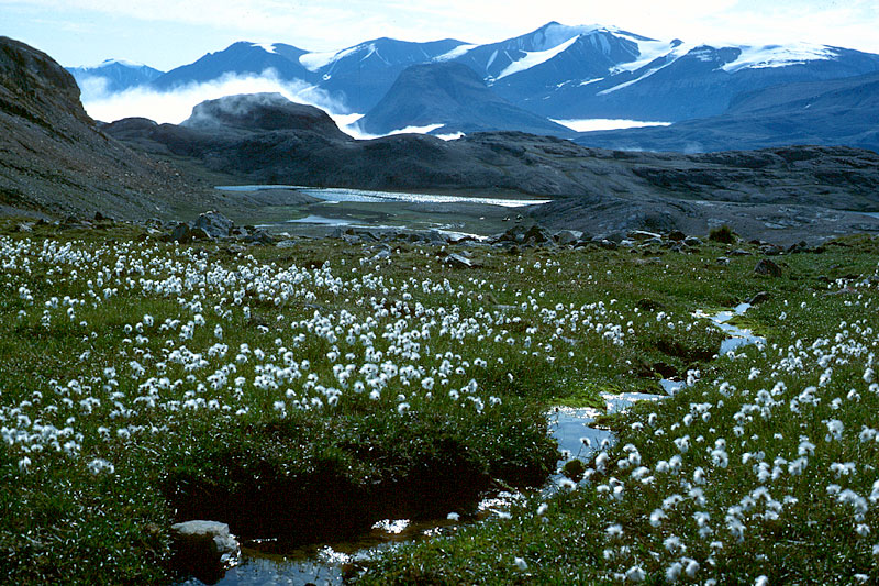 Exploring Where Animals Eat Vegetation: A Wild Guide Exploring Where Animals Eat Vegetation: A Wild Guide